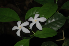 Tabernaemontana gamblei